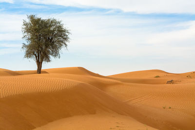 Scenic view of lone tree in desert