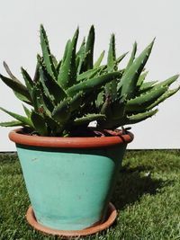 Close-up of cactus in potted plant