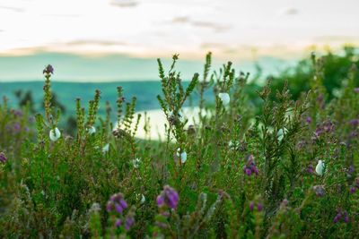 Close-up of plants growing on field