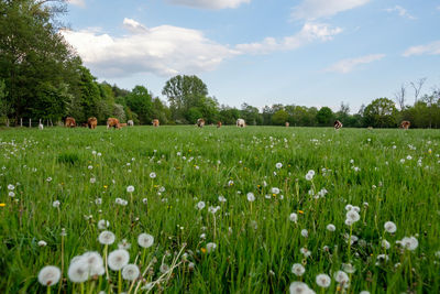 Scenic view of grassy field against sky