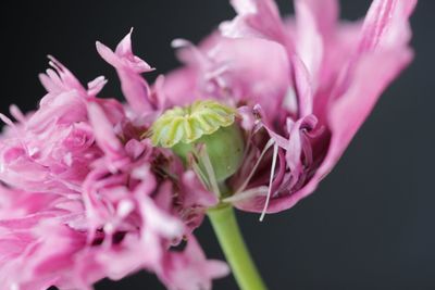 Close-up of pink flowers blooming outdoors