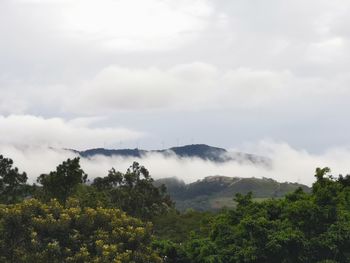 Scenic view of trees against sky