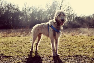 Dog with ball on tree against sky