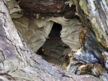 Close-up of lizard on rock in cave