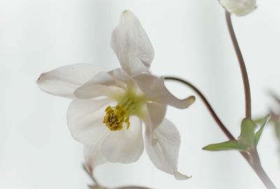 Close-up of white orchid