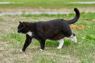 Side view of a black cat on field