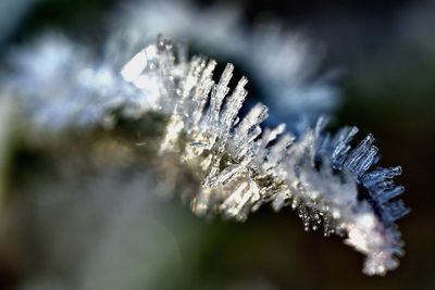 Close-up of frozen plant