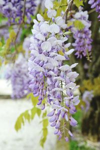 Close-up of purple flowers