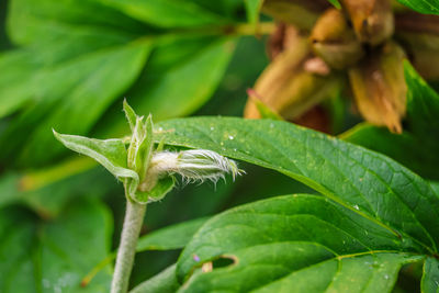 Close-up of insect on plant
