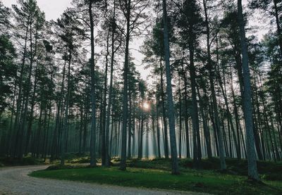 Sunlight streaming through trees in forest