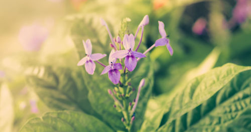 Close-up of purple flowers blooming outdoors