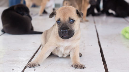 Portrait of dog sitting on floor