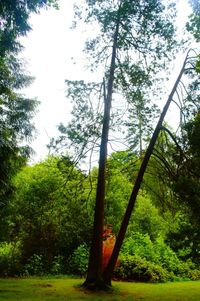 Low angle view of trees in forest