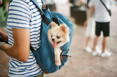 Midsection of woman holding dog