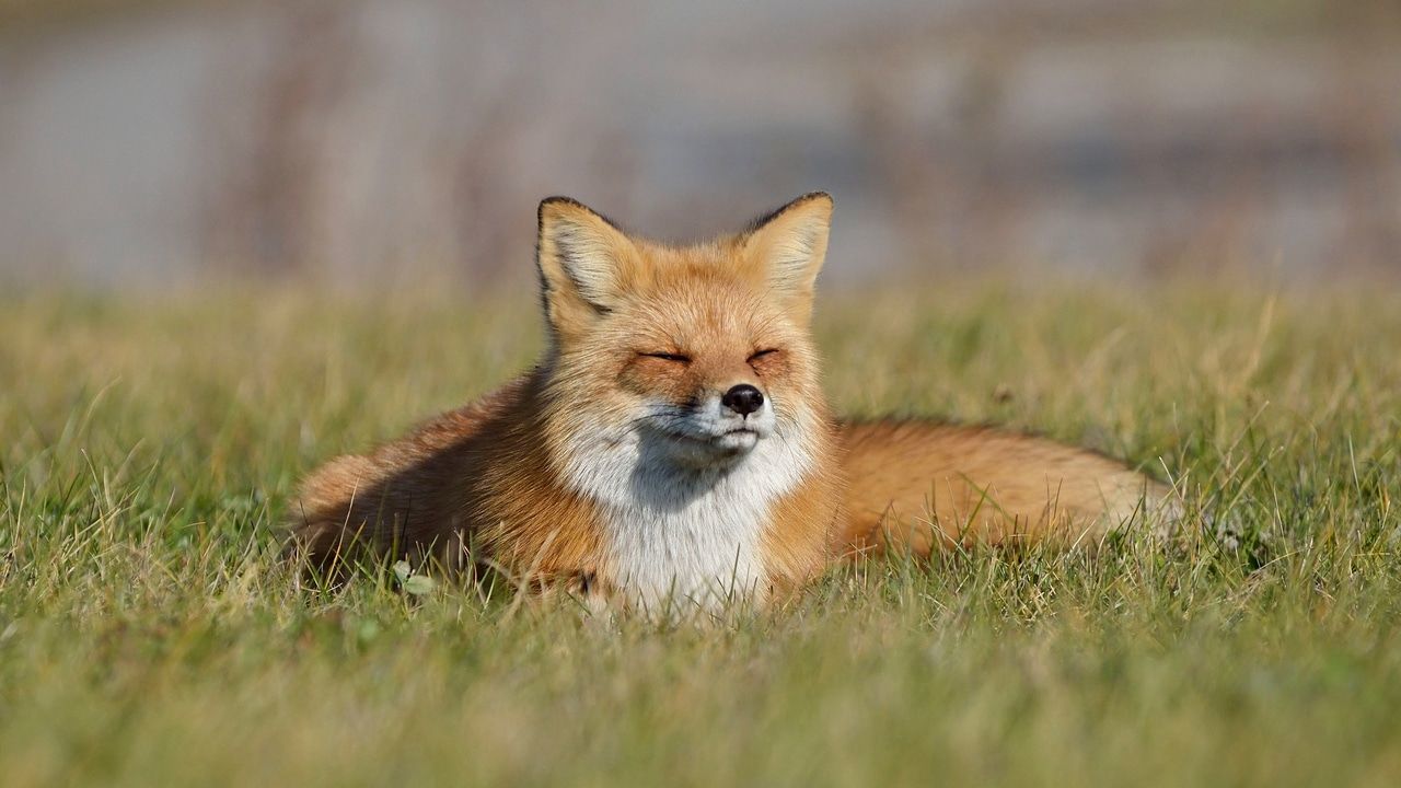 grass, animal, animal themes, one animal, mammal, field, vertebrate, plant, selective focus, animals in the wild, animal wildlife, no people, fox, land, nature, portrait, day, domestic animals, outdoors, looking at camera