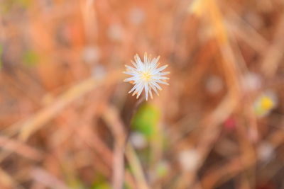 Close-up of flowering plant on field