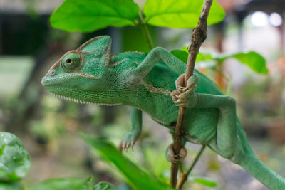 Close-up of a lizard on a branch