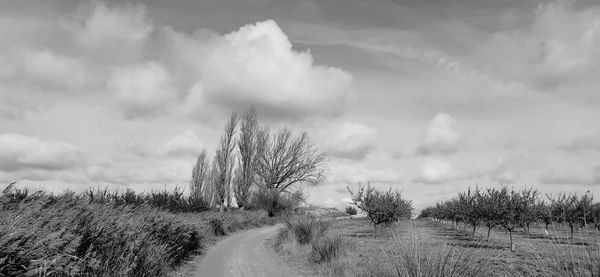 Panoramic shot of bare trees on field against sky