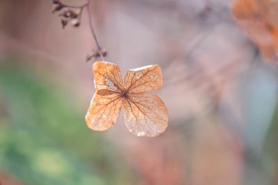 Close-up of dry leaves on plant during autumn