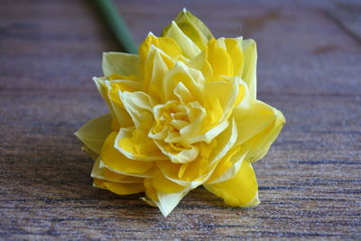 Close-up of yellow rose on table