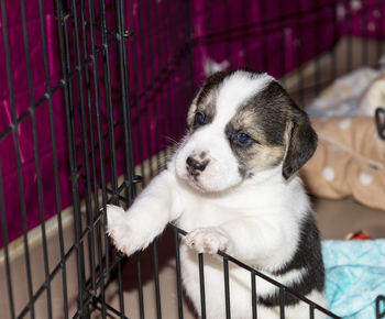 A cute 3 week old beagle puppy behind a fence playing with a mans hand