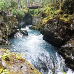 Scenic view of river amidst trees