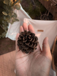 Close-up of hand holding pine cone