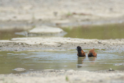 Ducks swimming in lake