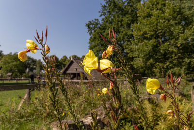 Yellow flowers blooming by trees against sky