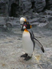 Close-up of bird in water