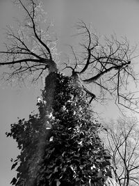 Low angle view of bare tree against sky