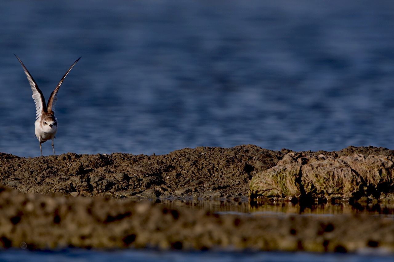 animal themes, animals in the wild, wildlife, landscape, flying, sky, field, bird, one animal, nature, selective focus, tranquility, tranquil scene, day, outdoors, focus on foreground, beauty in nature, no people, dry, cloud - sky