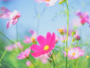 Close-up of pink cosmos flowers