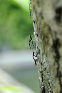 Close-up of insect on plant