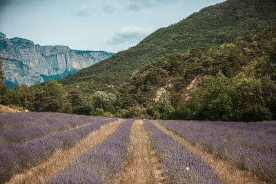 Scenic view of road amidst field against sky