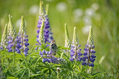 Bird perching on purple lupinus