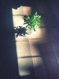 Potted plant on table