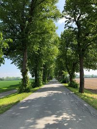 Empty road amidst trees against sky