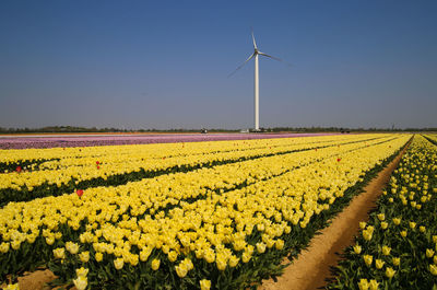 Scenic view of sunflower field against sky