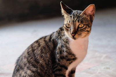 Close-up portrait of tabby cat