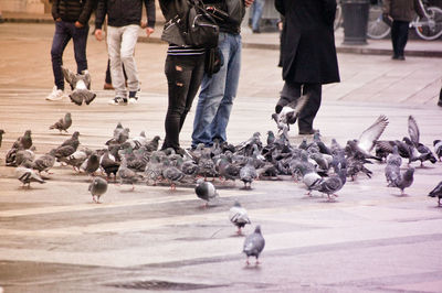Low section of people by pigeons on street