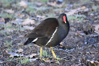 Close-up of bird perching on ground