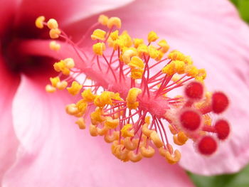 Close-up of pink flowering plant