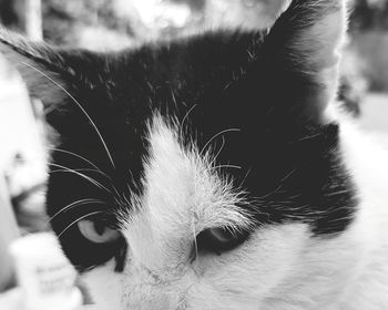 Close-up portrait of a cat