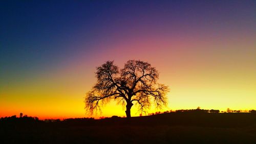 Silhouette of trees at sunset