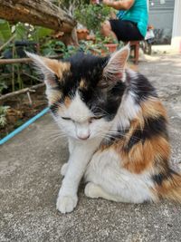 Cat sitting on floor