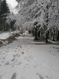 Trees on snow covered landscape