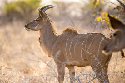 Side view of giraffe on field