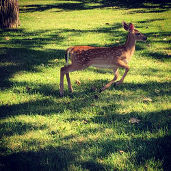 Side view of deer on grass