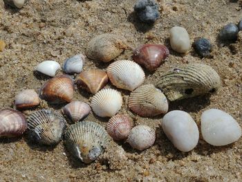 High angle view of seashells on beach